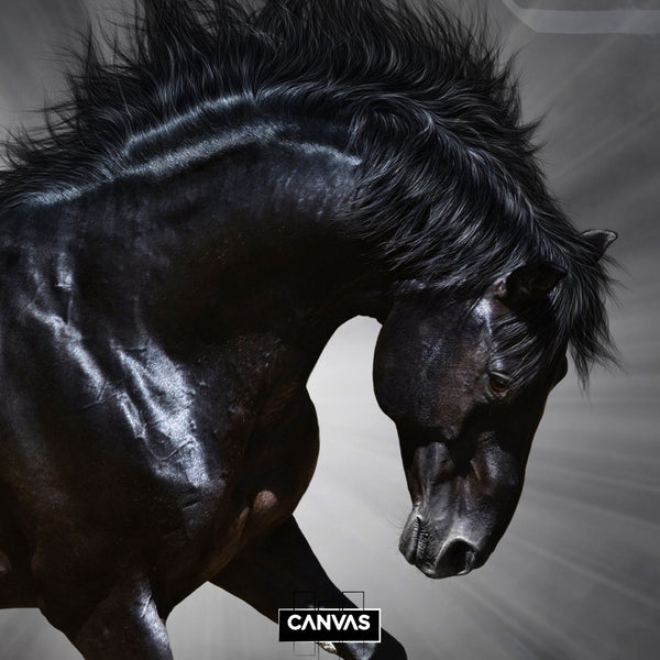 BLACK CALLIGRAPHY HORSE